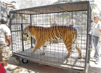  ??  ?? Wildlife Waystation staff members return Tyson, a tiger that was evacuated from the sanctuary in the Angeles National Forest.