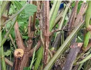  ?? BARBARA SMITH/GET GROWING ?? Passionvin­e hopper eggs on salvia stems.