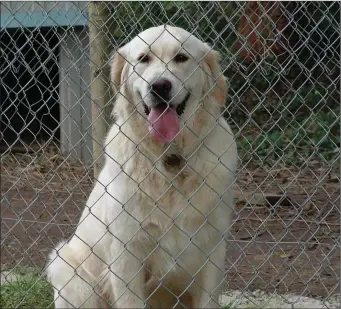  ??  ?? Ireland’s dog pounds have improved significan­tly