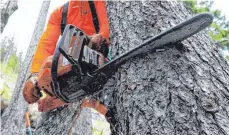  ?? FOTO: DPA ?? In Erbach wird Polterholz versteiger­t.