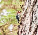  ??  ?? A red-breasted sapsucker drills holes to feast on tree sap and insects.