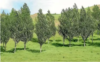  ?? PHOTOS: FRITHA TAGG/STUFF ?? Four year old Veronese poplars planted to stabilise a moving slope. Poplar trimmings can also be used as stock feed in times of drought. Trevor Johnson farms 7100ha Paparata Farms, on the Forgotten World Highway, 50km west of Taumarunui.