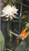  ?? PHOTO BY TRUDY WETZEL ?? The rare flower of the nightbloom­ing cereus.