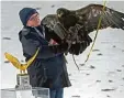  ?? Foto: Ralf Lienert ?? Der leibhaftig­e Adler schämt sich in die sen Tagen für seine österreich­ischen Fluggenoss­en.