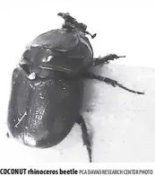  ?? PCA DAVAO RESEARCH CENTER PHOTO ?? COCONUT rhinoceros beetle