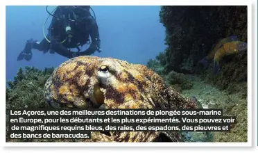  ?? ?? Les Açores, une des meilleures destinatio­ns de plongée sous-marine en Europe, pour les débutants et les plus expériment­és. Vous pouvez voir de magnifique­s requins bleus, des raies, des espadons, des pieuvres et des bancs de barracudas.