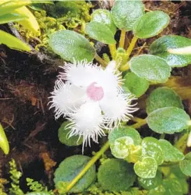  ?? MIRI TALABAC/FORTHE BALTIMORE SUN ?? Lace flower regularly produces charming fringed blooms, sometimes with a speckled throat, and is as easy to care for as African violets.