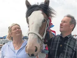  ?? Picture: Robert Macdonald/northern Studio. ?? Top prize last year went to Clydesdale yearling filly Ord Tinkerbell, from Eric and Miranda Johnstone of Muir of Ord.