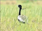  ?? HT PHOTO ?? Despite being accorded the highest degree of protection under Schedule1 of the Wildlife Protection Act, 1972, the number of the Lesser Florican has consistent­ly declined.