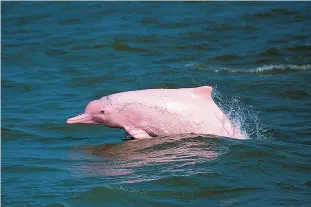  ?? —AFP photos ?? HONG KONG: This undated picture released by the Hong Kong Dolphin Conservati­on Society shows a pink dolphin in Hong Kong waters.