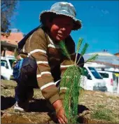  ??  ?? Planting pine trees in Bolivia on a day of action