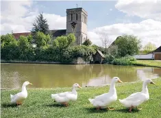  ??  ?? Getting their marching orders? Ducks by the pond on the village green of Haddenham