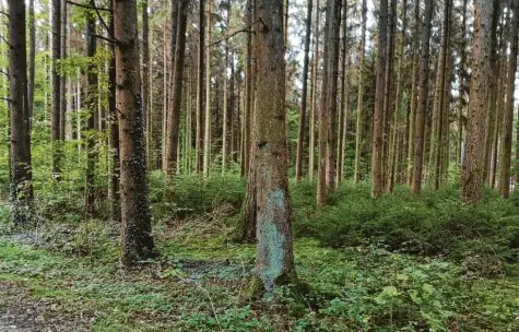  ?? Foto: Laura Mielke ?? Das Projekt Mischwald ist in vollem Gange. Zwischen den Kiefern sieht man schon die neuen Laubbäume sprießen, auch Sträucher wurden gepflanzt.