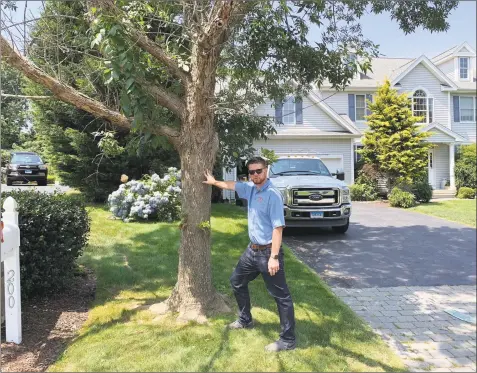  ?? Michael P. Mayk / Hearst Connecticu­t Mediao ?? Joseph Belletti, III, a former Seymour tree warden and licensed arborist, stands near a Green Ash tree ticketed for removal on Milford’s Centennial Drive. Belletti believes the majority of the 80 trees targeted are candidates for treatment instead.