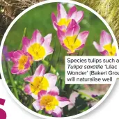  ??  ?? Species tulips such as Tulipa saxatile ‘Lilac Wonder’ (Bakeri Group) will naturalise well