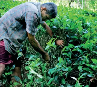  ??  ?? File picture of a southern tea smallholde­r at his small plot.