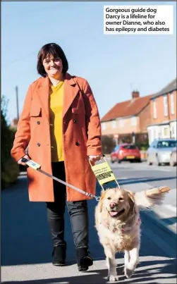  ??  ?? Gorgeous guide dog Darcy is a lifeline for owner Dianne, who also has epilepsy and diabetes