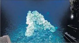  ?? NOAA Office of Exploratio­n and Research ?? THE DISCOVERY 7,000 feet down in Papahanaum­okuakea Marine National Monument is believed to be the first sponge of its kind and the world’s largest.