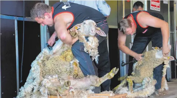  ?? FOTO: MARCUS FEY ?? Drei Tage lang messen sich die besten Schafscher­er aus Deutschlan­d, Österreich, Schottland und der Schweiz in Salem-Buggensege­l.