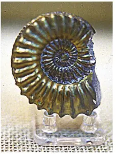  ?? SUBMITTED PHOTO ?? This German pyritized ammonite has been polished and is a fine addition to any pyrite collection.