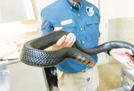  ?? PATRICK CONNOLLY/ORLANDO SENTINEL PHOTOS ?? Dr. James Bogan, director of the Central Florida Zoo’s Orianne Center for Indigo Conservati­on, holds an eastern indigo snake Jan. 30 in Eustis.