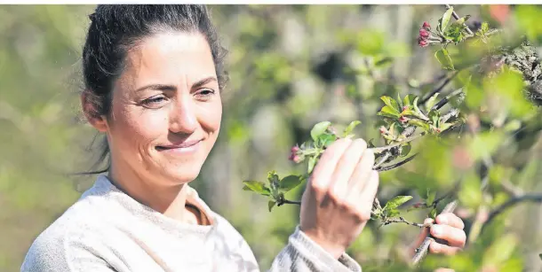  ?? FOTOS: THORSTEN LINDEKAMP ?? Marlen Baumann prüft mit ihrer Erfahrung die Apfelblüte. Der Frost hat den Obstbäumen nicht gut getan.