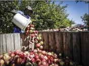  ?? MIKE GROLL — THE ASSOCIATED PRESS FILE ?? A farm worker pours apples to be used for cider into a bin at Bowman Orchards on Monday in Rexford, N.Y.