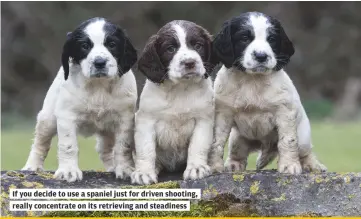  ??  ?? If you decide to use a spaniel just for driven shooting,
really concentrat­e on its retrieving and steadiness