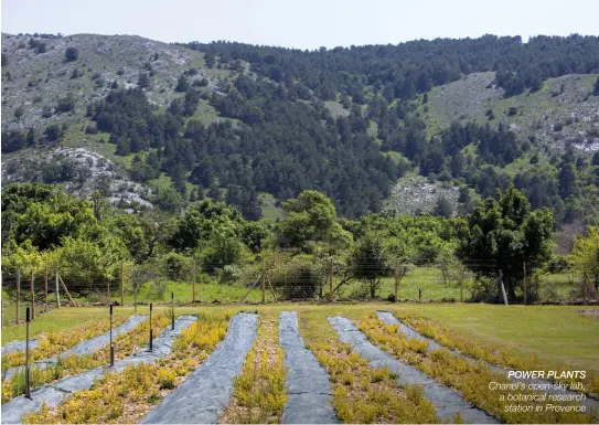  ??  ?? POWER PLANTS Chanel’s open-sky lab, a botanical research station in Provence