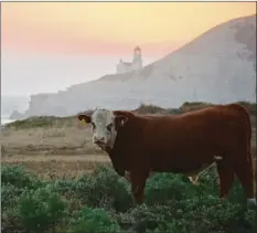  ??  ?? In this Oct. 27 photo provided by The Nature Conservanc­y shows ranch land at Point Conception. The land approximat­ely 150 miles northwest of Los Angeles will be renamed the Jack and Laura Dangermond Preserve for the entreprene­urs and environmen­tal...