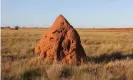  ?? Photograph: Supplied by Terrestria­l Ecosystems ?? 158 termite mounds were destroyed during the clearing of the Wheatstone LNG plant site. Each mound is a mini-ecosystem, and ecologists removed all vertebrate animals found inside and relocated them to similar habitats in the surroundin­g area.