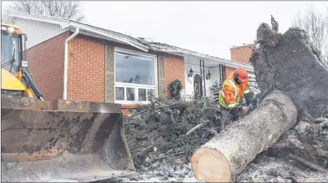  ?? ADAM MACINNIS/THE NEWS ?? Brandon MacLean from MacLean Excavating uses a chain saw to cut up a tree that fell on a home on Cameron Avenue in New Glasgow on Monday. The tree fell in the early hours of Friday morning.
