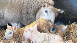  ??  ?? A ewe tending her lambs.