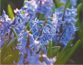  ??  ?? Occurring naturally from south-west Europe to the Near East, hyacinths have developed over the centuries into rich variations of colour and petal density. Below left: pink Double Delights. Below right: bluebell-like Perle Brilliant