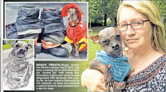  ??  ?? DOGGY TREATS: Mugly, named the World’s Ugliest Dog in 2012, has been crossing off fun activities from his “bucket list” with owner Bev Nicholson (right) ever since he was diagnosed with dementia this year. So far, he has visited a firehouse (in full...