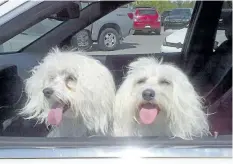  ?? BILL KAUFMANN/POSTMEDIA NETWORK FILES ?? Sparky, left, and Max rest in an open window in 2015. Every summer the Humane Society warns Canadians of the dangers of leaving pets in hot cars.