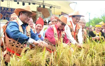  ??  ?? (From left) Ahmad Denney, Petrus, Henry, Baru and others harvest padi to mark the official opening of the Irau Aco Lun Bawang Festival.