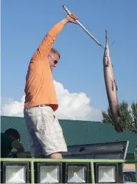  ??  ?? ■ Randy Moon loads alligator gar into huge tubs for weighing at the end of a fishing tournament.