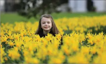  ?? Photo by Valerie O’Sullivan ?? A host of golden daffodils…Sophie Culloty enjoying the children’s activities at Killarney House and Gardens, as part of the recent Killarney Mountain Festival.
