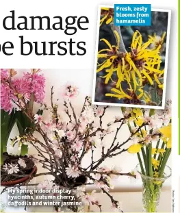  ??  ?? My spring indoor display – hyacinths, autumn cherry, daffodils and winter jasmine Fresh, zesty blooms from hamamelis