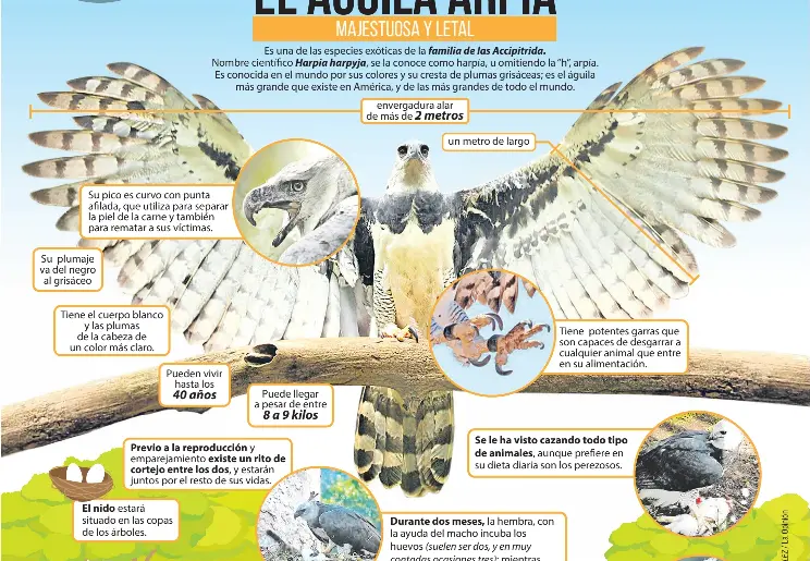 El águila arpía - PressReader