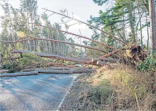  ?? ?? LETHAL ROADBLOCK: Fearsome storms are now felling trees like matchstick­s; something drastic is happening.