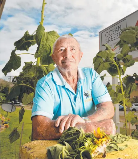  ?? Picture: ALIX SWEENEY ?? DEVASTATED: Charlie Barber's sunflowers have been hacked again by vandals, ahead of his wedding next month.