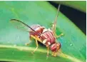  ??  ?? Biosecurit­y suspect: The Queensland fruit fly.
