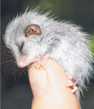  ?? Picture: JANET MEYER. ?? This Eastern pygmy possum would face a tough time in the wild.