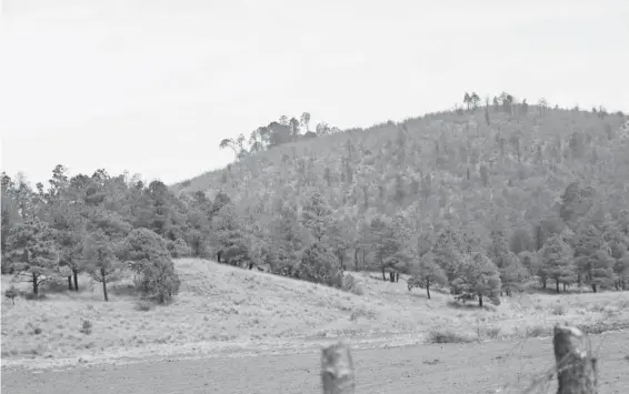  ?? RICARDO MARTÍNEZ ?? En la reserva ecológica de San Juan del Monte, en algunas partes aún se pueden ver troncos quemados y pinos que luchan por retoñar