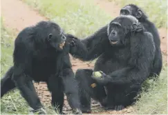  ??  ?? 0 Videos of gestures and grooming behaviour are being used to find out how much ape language humans can decipher