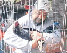  ??  ?? Eustaquio Martínez pone música de Los Cadetes de Linares cuando alimenta a sus gallos de pelea en el pueblo de San Bernabé Ocotepec, en la CDMX