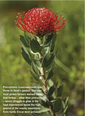  ?? ?? Pincushion­s (Leucosperm­um spp.) thrive in Heidi’s garden. She says local protea farmers warned them that fynbos – other than pincushion­s – would struggle to grow in the heat experience­d below the high ground of the nearby mountains. Even hardy Ericas were unhappy.