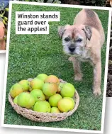  ?? ?? Winston stands guard over the apples!